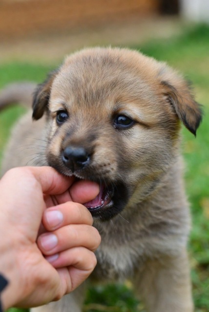 sports dog training scent detection tracking